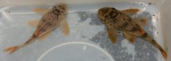 Peckoltia sp. (L076)