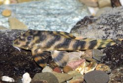 Peckoltia sp. (L288) - Click for species page