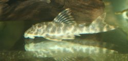 Peckoltia sp. (L377)