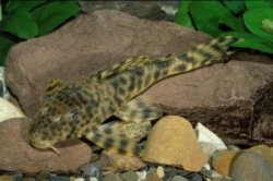 Peckoltia sp. (L008) - Click for species data page