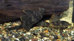 Peckoltia sp. (L076)