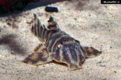Peckoltia sp. (L080)