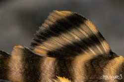 Peckoltia sp. (L080)