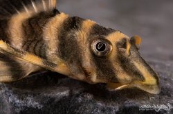 Peckoltia sp. (L080)