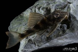 Peckoltia sp. (L265) - Click for species page