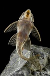 Peckoltia sp. (L265)