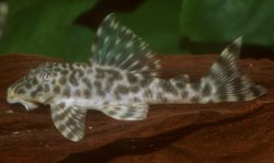 Peckoltia sp. (L382) - Click for species page