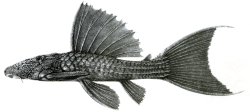 Pseudacanthicus fordii - Click for species page