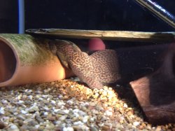 Pseudacanthicus nyktos