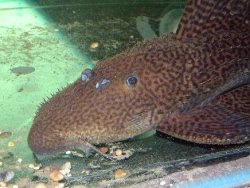 Pseudacanthicus nyktos