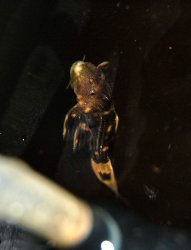 Pseudacanthicus pirarara