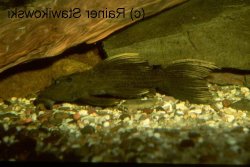 Pseudacanthicus sp. (L179) - Click for species page