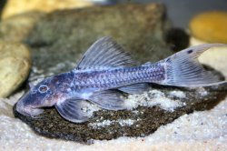 Pseudacanthicus sp. (L064) - Click for species page