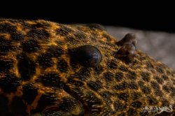 Pseudacanthicus sp. (L273)