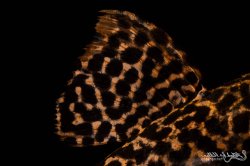 Pseudacanthicus sp. (L273)