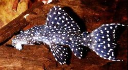 Pseudacanthicus sp. (L282) - Click for species data page