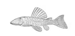 Pseudancistrus papariae - Click for species page