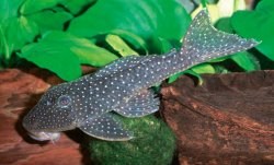 Pseudancistrus sp. (L436) - Click for species page