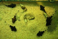Pseudohemiodon aff. apithanos