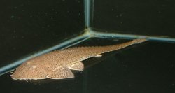 Pseudohemiodon platycephalus - Click for species data page