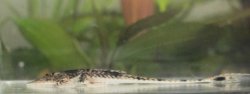 Pseudohemiodon platycephalus