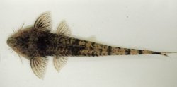 Pseudohemiodon platycephalus