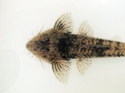 Pseudohemiodon platycephalus
