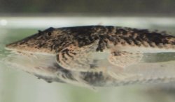 Pseudohemiodon platycephalus