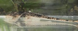 Pseudohemiodon platycephalus