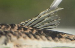 Pseudohemiodon platycephalus