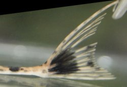 Pseudohemiodon platycephalus
