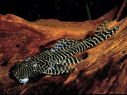 Pseudolithoxus tigris - Click for species page