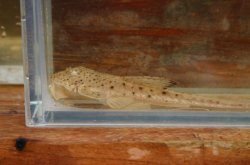 Pseudoloricaria laeviuscula