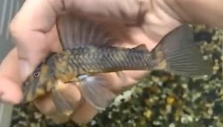 Pseudoqolus koko - Click for species page