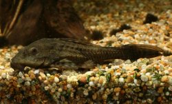 Pseudorinelepis genibarbis - Click for species page