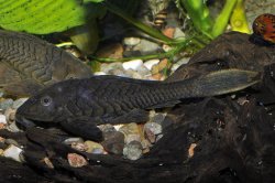 Pseudorinelepis sp. (L152) - Click for species page