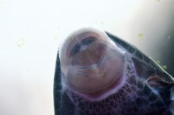 Pterosturisoma microps