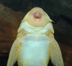 Pterygoplichthys gibbiceps