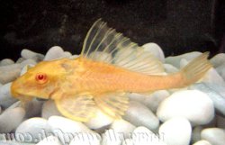 Pterygoplichthys gibbiceps
