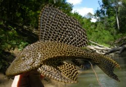 Pterygoplichthys gibbiceps