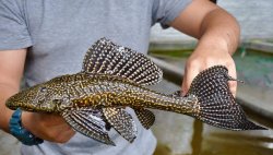 Pterygoplichthys parnaibae