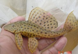 Pterygoplichthys punctatus - Click for species page