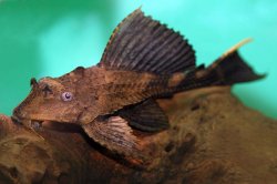 Pterygoplichthys scrophus