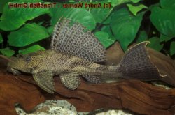 Pterygoplichthys sp. (L347) - Click for species page