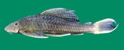 Pterygoplichthys zuliaensis - Click for species page