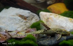 Rineloricaria lanceolata