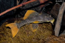 Scobinancistrus aureatus - Click for species data page