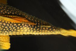 Scobinancistrus aureatus