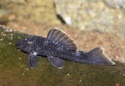 Spectracanthicus murinus - Click for species page