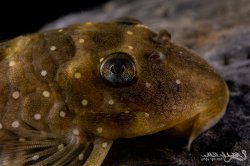 Spectracanthicus punctatissimus
